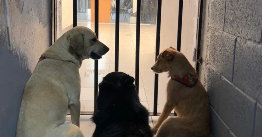 Adoptan en Comandancia Norte a Beto, Güera y Cepillín, tres perritos que llegaron en condiciones de abandono