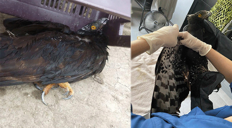 Águila muere por temperaturas extremas en San Luis Potosí