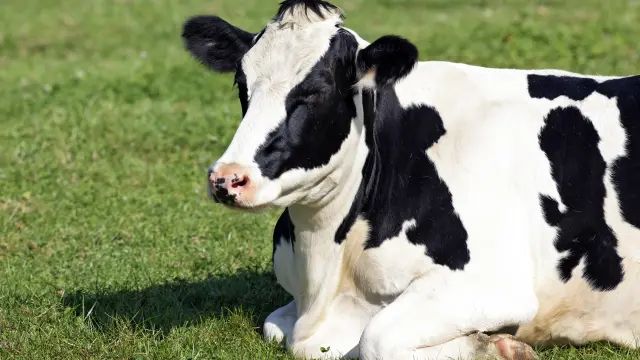 Conductora chocó contra una vaca y falleció tras impacto