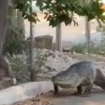 captan enorme cocodrilo paseando por Yucatán