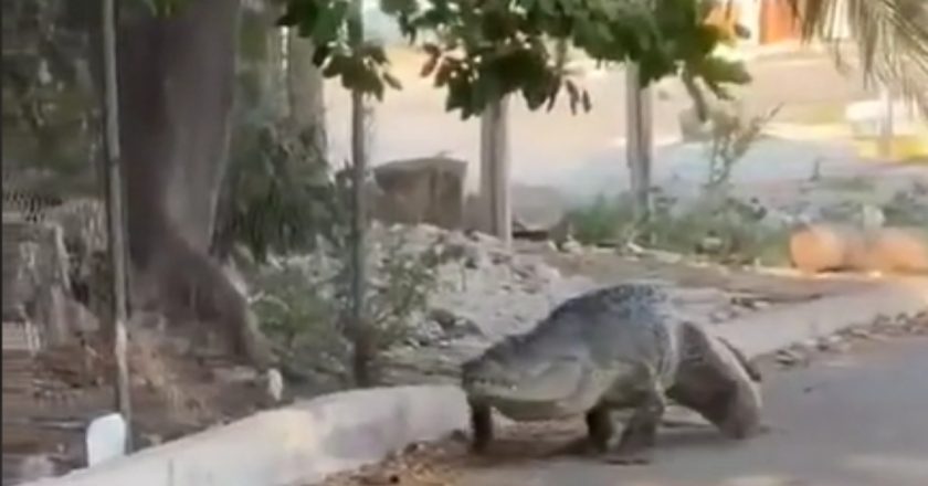 captan enorme cocodrilo paseando por Yucatán