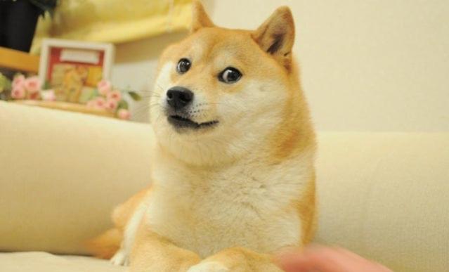 Muere la famosa perrita shiba inu, su imagen inspiró la creación de un meme y una criptomoneda