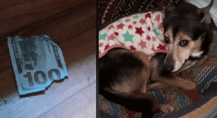 Perrito se viraliza en TikTok por comerse billetes de su dueño