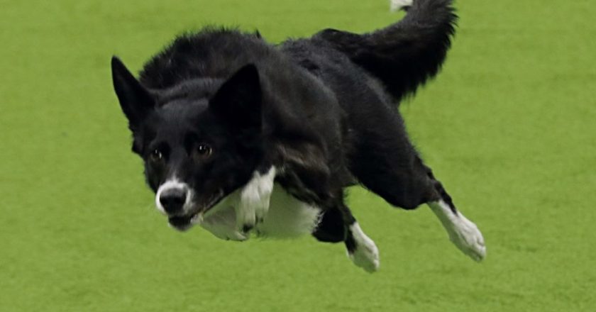 Por primera vez perrita mestiza gana premio del Kennel Club Dog Show