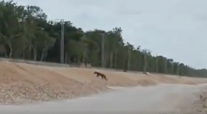 Captan un jaguar en tramo del Tren Maya