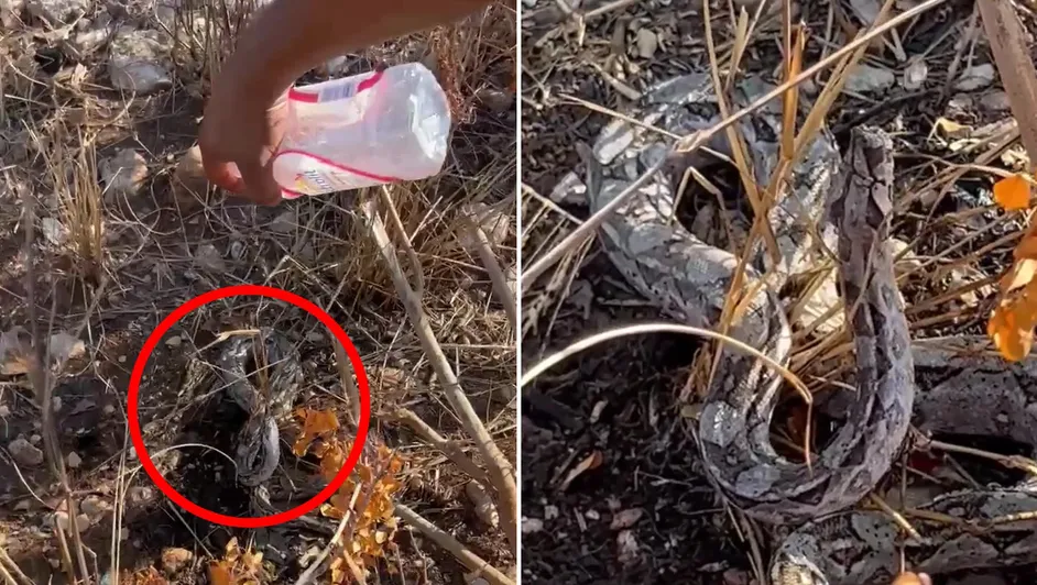 Le dan de beber agua a una boa en Yucatán por altas temperaturas