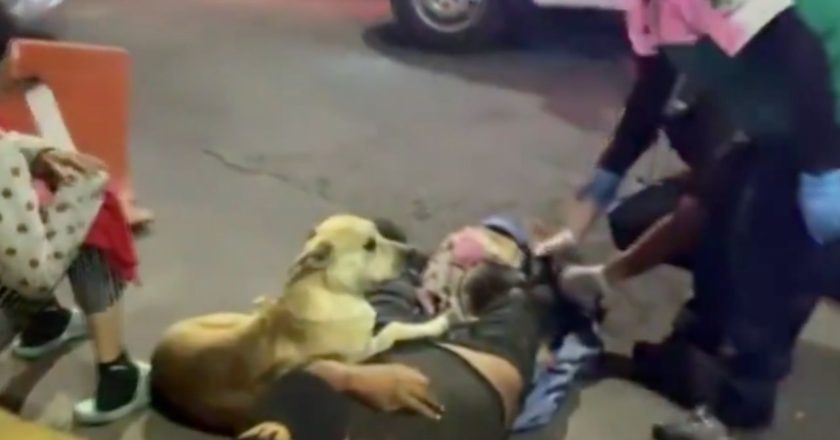 ¡Nunca lo dejó! Perrito acompaña a su dueño tras ser atropellado en calles de la CDMX