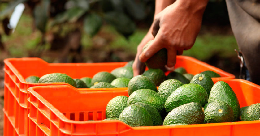 Sader buscará atraer inspección de aguacates tras incidente con personal de EE.UU.