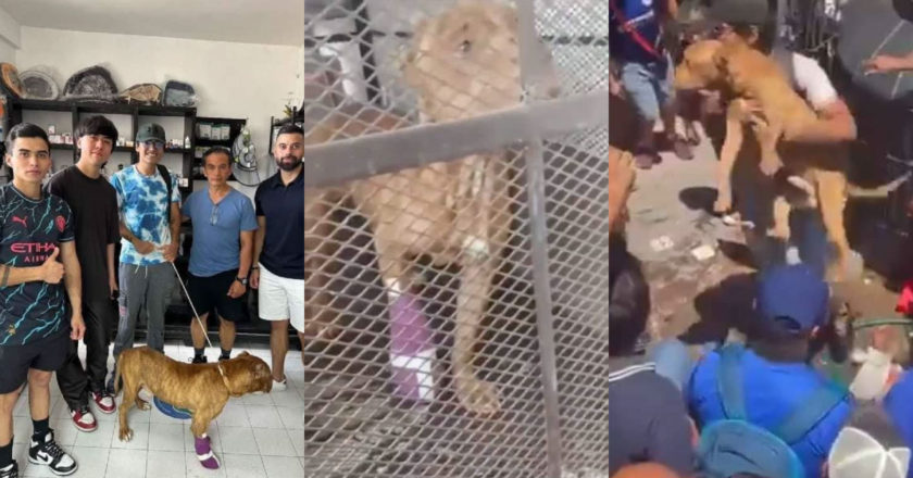 Falleció Max perrito que intentó salvar a su dueña de un linchamiento en Taxco