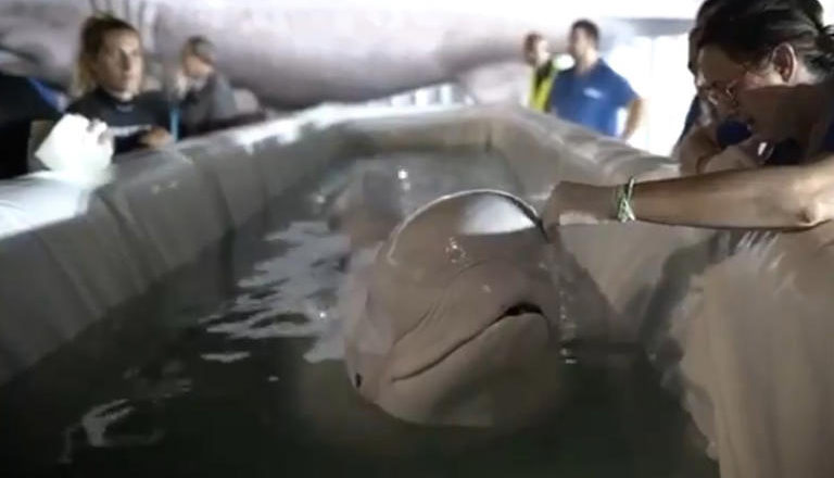 Rescatan con éxito a dos belugas de acuario de Ucrania y las trasladan a Valencia