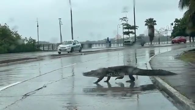 Cocodrilo deambula por calles de Tampico, Tamaulipas