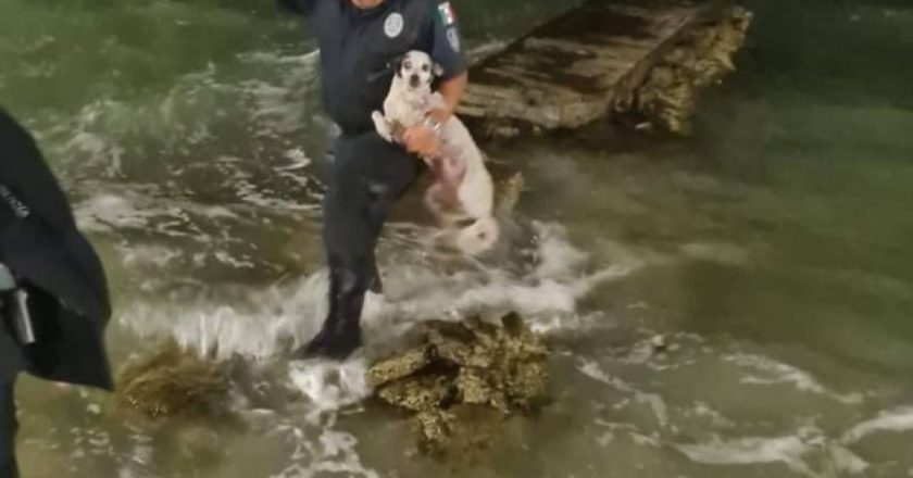 Policía rescató a perrito del mar en Chetumal 