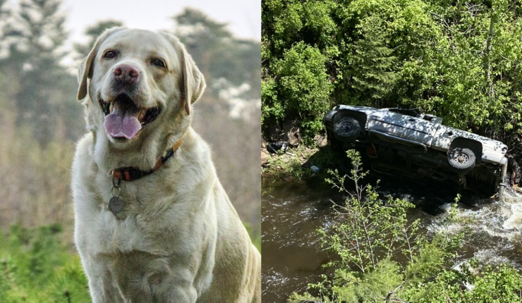 Perrito recorrió 6 kilómetros para conseguir ayuda para su dueño que se accidentó