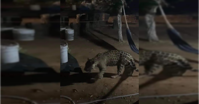 En busca de alimento y agua: captan un jaguar en patio de casa en Cancún