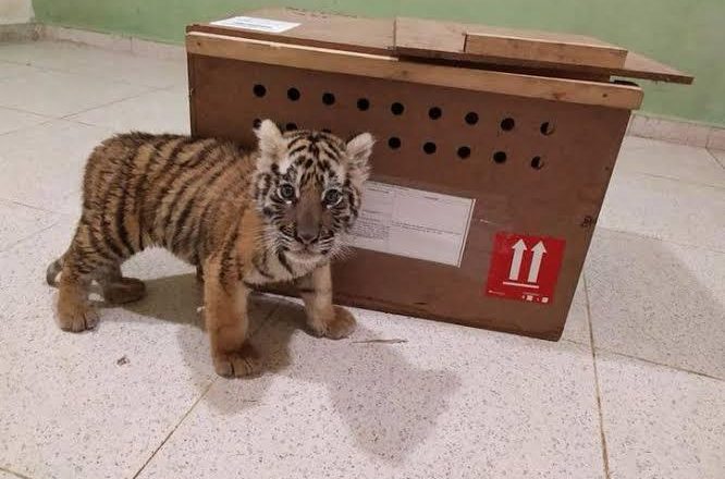 Rescatan a cachorro de tigre de bengala que trataban de ingresar a Mérida