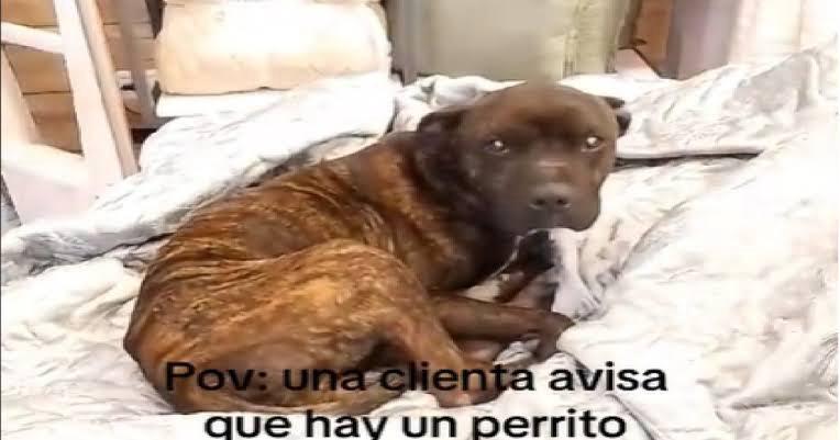 Perrito callejero se meten a local de venta de colchones