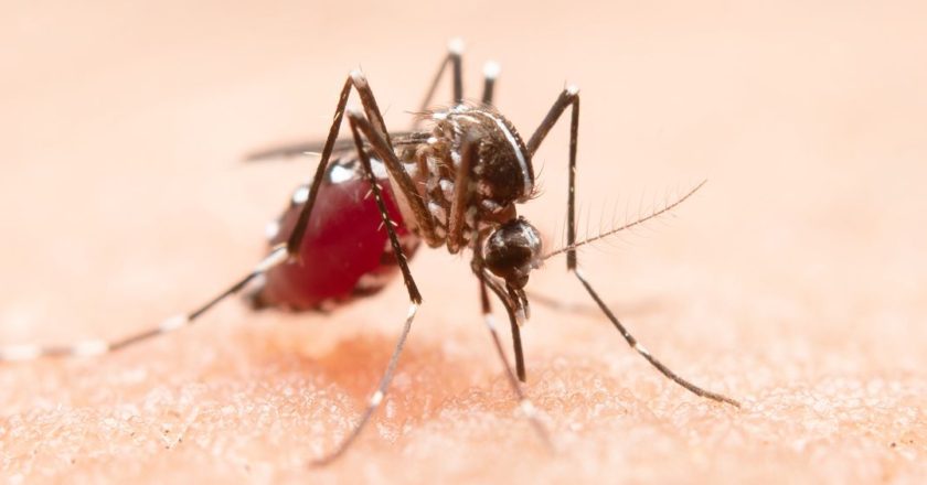 Aumento de los casos de dengue pone en alerta a Francia de cara a los JJ.OO