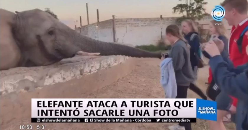 Un elefante se desespera y golpea en la cara con su trompa a una mujer que a fuerzas le quería sacar fotografías