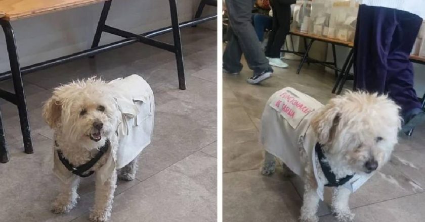 Perrita funcionaria de casilla con todo y uniforme se hace viral