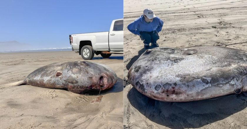 Encuentran enorme pez ‘luna’ en playa de Oregón