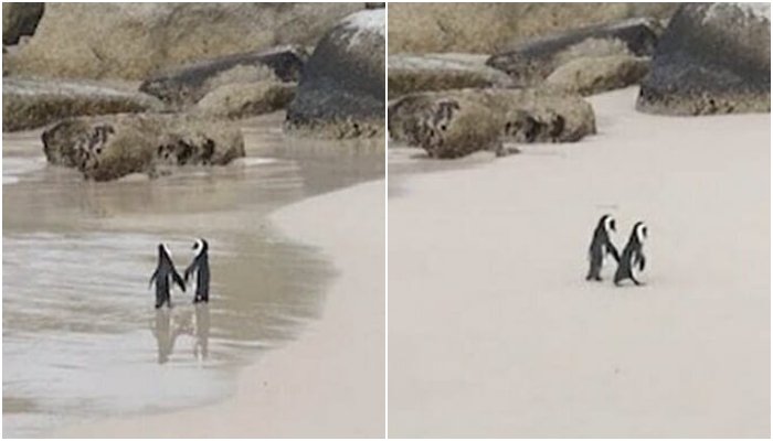 Captan a pareja de pingüinos caminando de la mano