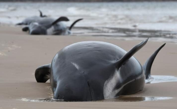 Hallan al menos 77 ballenas varadas en isla de Escocia