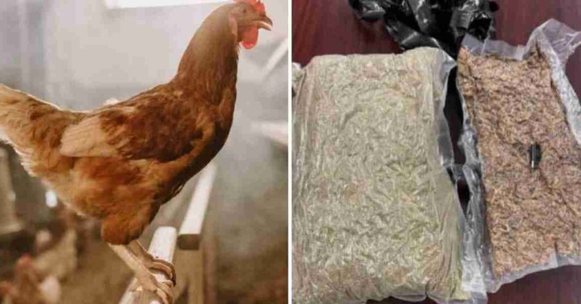 Detienen a sujeto que probaba drogas químicas en gallinas