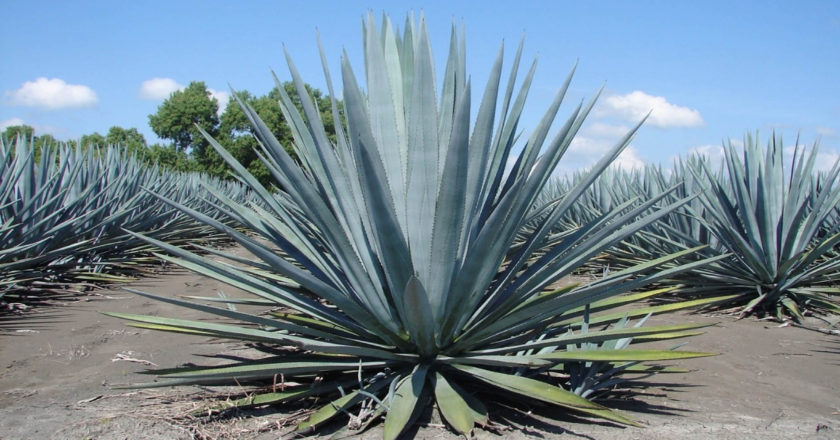 UNAM indaga el genoma del agave para que sobreviva al calentamiento global