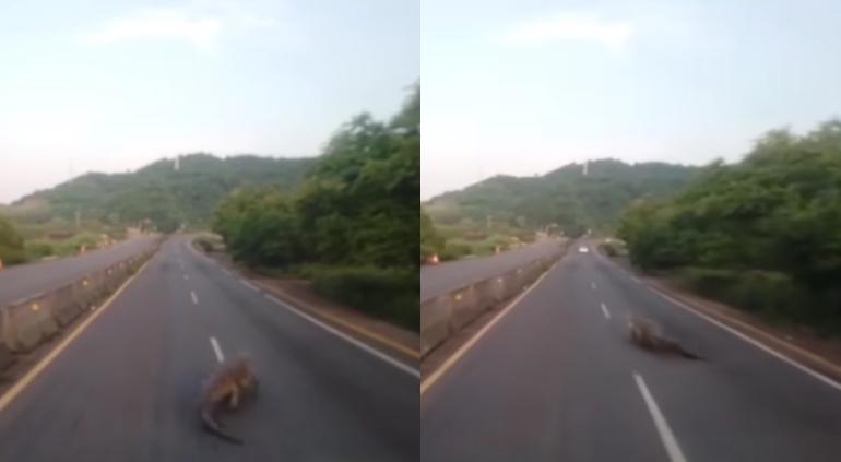 Captan a enorme cocodrilo en la autopista Manzanillo-Colima