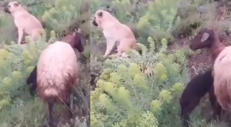 Perrito estaba perdido, pero fue encontrado cuidando una oveja que tuvo su corderito