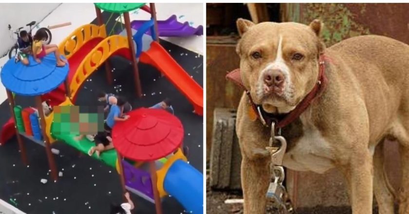 ¿Cómo pasó? Pitbulls atacan a dos niños en Brasil mientras jugaban en el parque