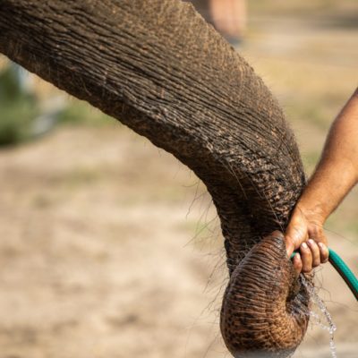 Lo más tierno que verás: Elefante se baña solo con manguera