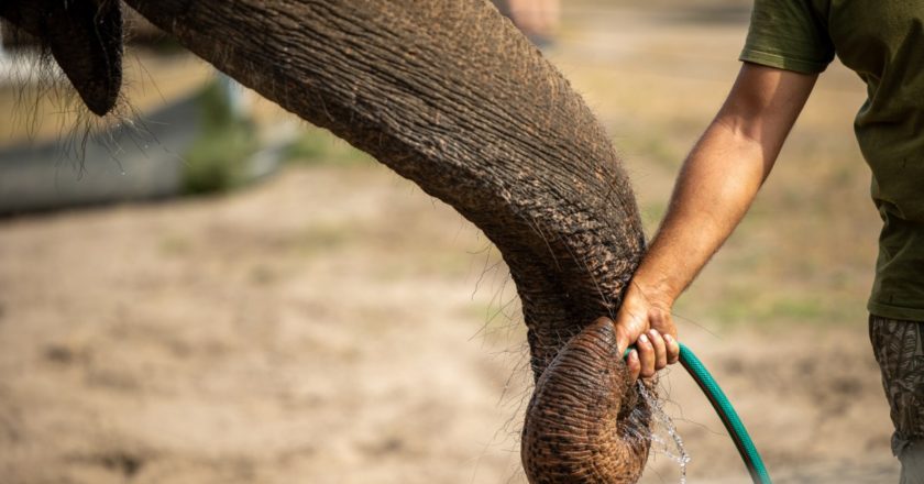 Lo más tierno que verás: Elefante se baña solo con manguera