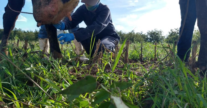 Beneficia a 126 mil productores agropecuarios aumento presupuestal para campañas sanitarias